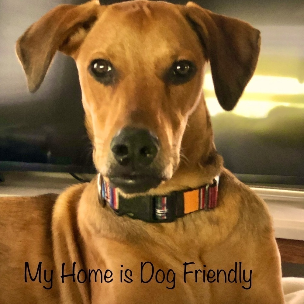 My Home is Dog Friendly♥️🐾